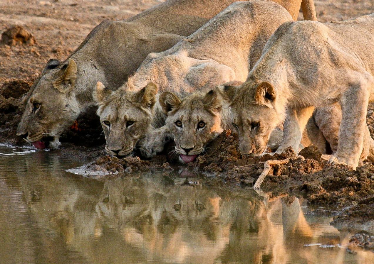 Pilanesberg Private Lodge Dış mekan fotoğraf