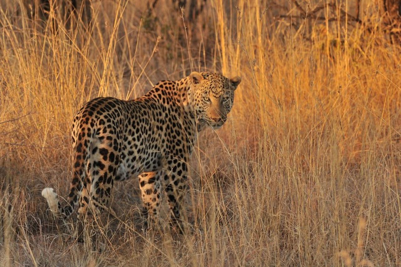 Pilanesberg Private Lodge Dış mekan fotoğraf