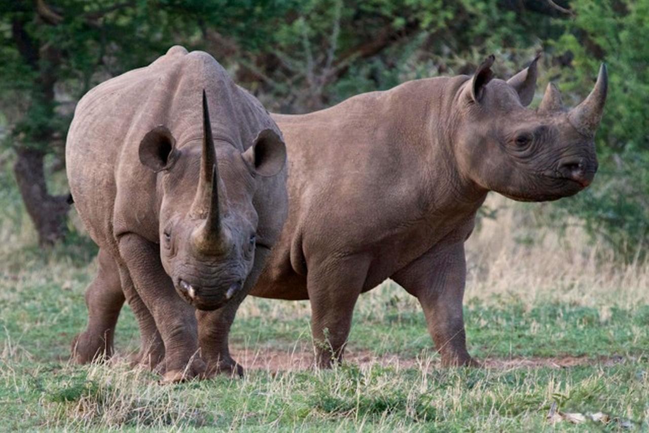 Pilanesberg Private Lodge Dış mekan fotoğraf